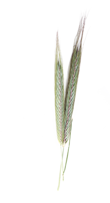 seigle