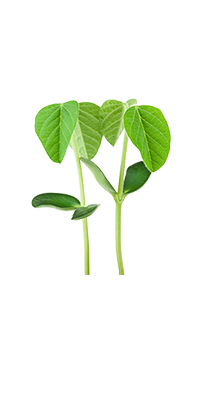 soja