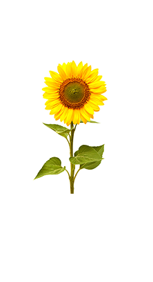 tournesol